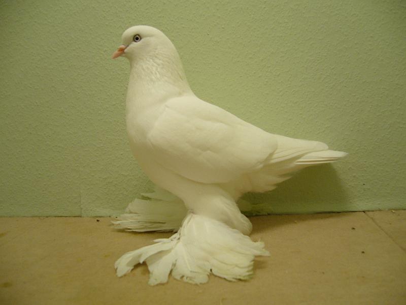 Munster 2009 822.jpg - V 97 Punkte BLP von Lena Grotegut auf Altholländische Tümmler, weiss